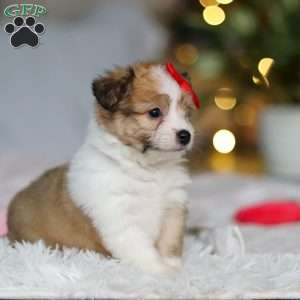Billie, Miniature Australian Shepherd Mix Puppy